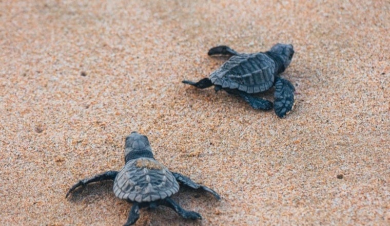 Miami-Dade County Celebrates Sea Turtle Nesting Season with Turtlepalooza Event at Crandon Park