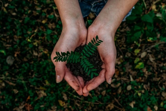 Miami-Dade Mayor Daniella Levine Cava Launches Plan to Expand Urban Tree Canopy to 30%