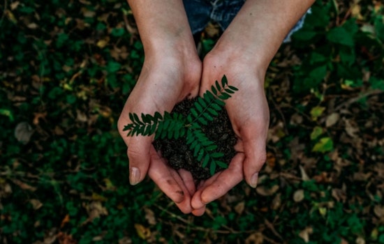 Miami-Dade Mayor Daniella Levine Cava Launches Plan to Expand Urban Tree Canopy to 30%