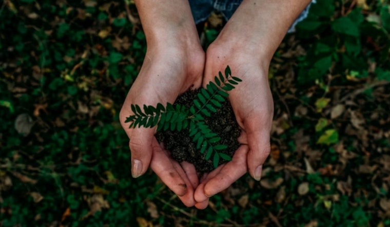 Miami-Dade Mayor Daniella Levine Cava Launches Plan to Expand Urban Tree Canopy to 30%