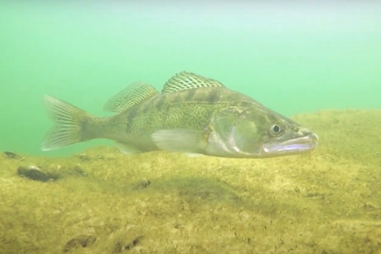 Michigan DNR Begins Walleye Egg Harvest in Muskegon River, Anglers Advised of Potential Disruptions