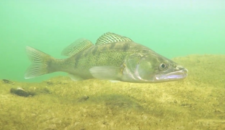 Michigan DNR Begins Walleye Egg Harvest in Muskegon River, Anglers Advised of Potential Disruptions
