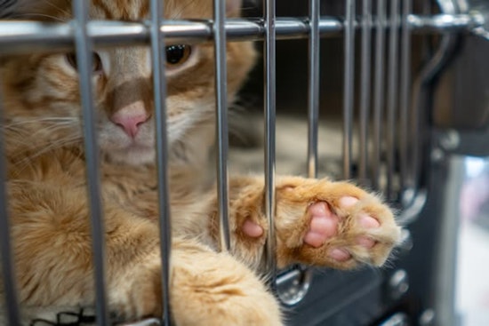 Minneapolis Celebrates First St. Catty's Day, 80 Stray Cats Receive Essential Care in Community Effort