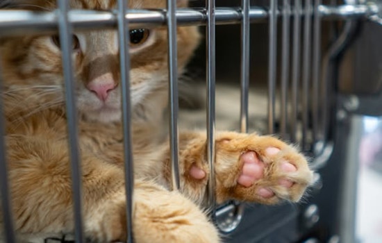 Minneapolis Celebrates First St. Catty's Day, 80 Stray Cats Receive Essential Care in Community Effort