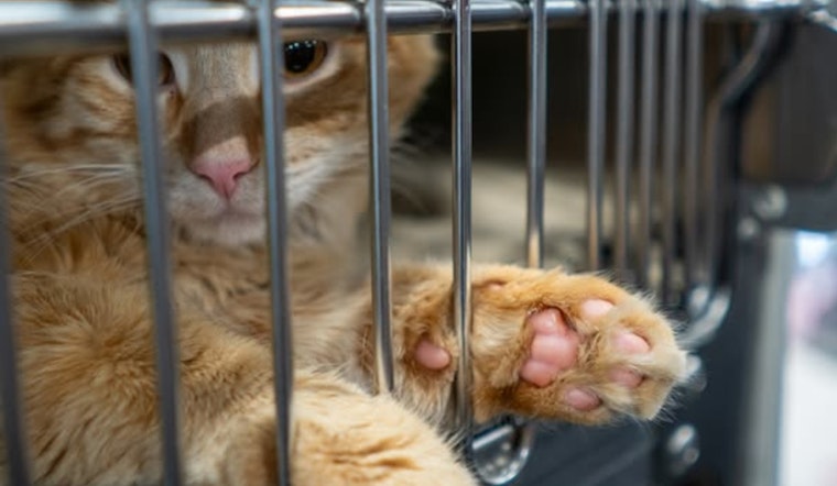 Minneapolis Celebrates First St. Catty's Day, 80 Stray Cats Receive Essential Care in Community Effort