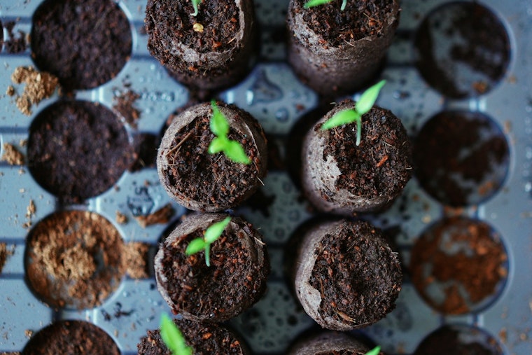 Minneapolis Residents Invited to Participate in Spring City Trees Lottery for Greener Living