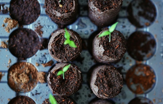 Minneapolis Residents Invited to Participate in Spring City Trees Lottery for Greener Living