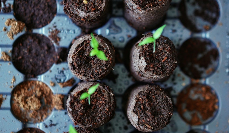 Minneapolis Residents Invited to Participate in Spring City Trees Lottery for Greener Living