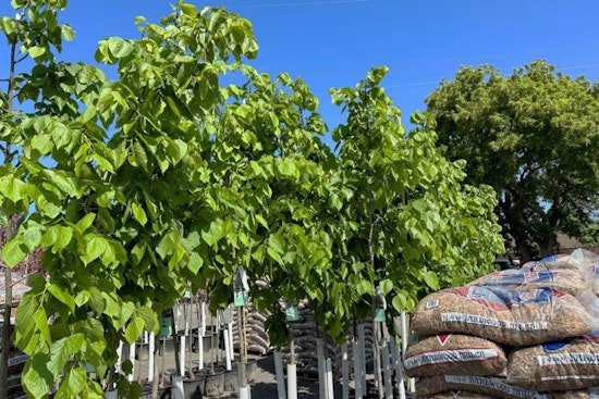 Minneapolis Residents: Last Chance to Join the Spring City Trees Lottery and Help Greenify the City