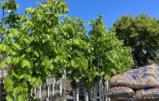 Minneapolis Residents: Last Chance to Join the Spring City Trees Lottery and Help Greenify the City
