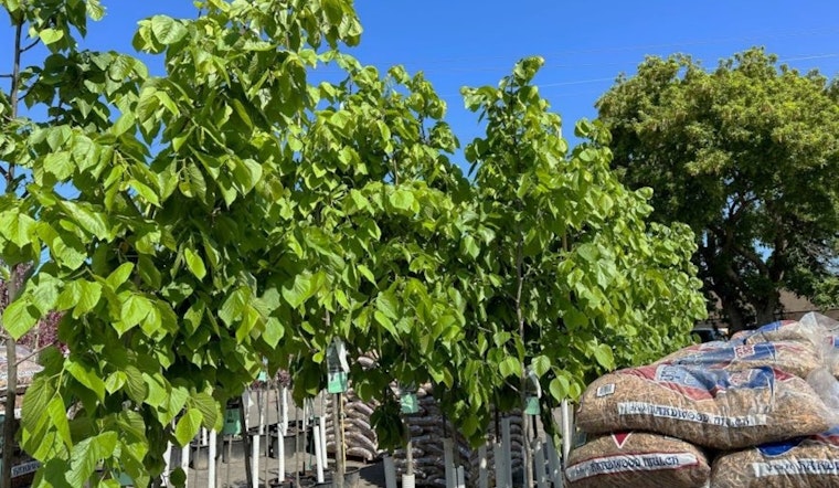 Minneapolis Residents: Last Chance to Join the Spring City Trees Lottery and Help Greenify the City