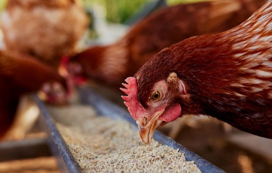 Minnesota Poultry Owners Stress Importance of Biosecurity to Thwart Avian Flu Risk