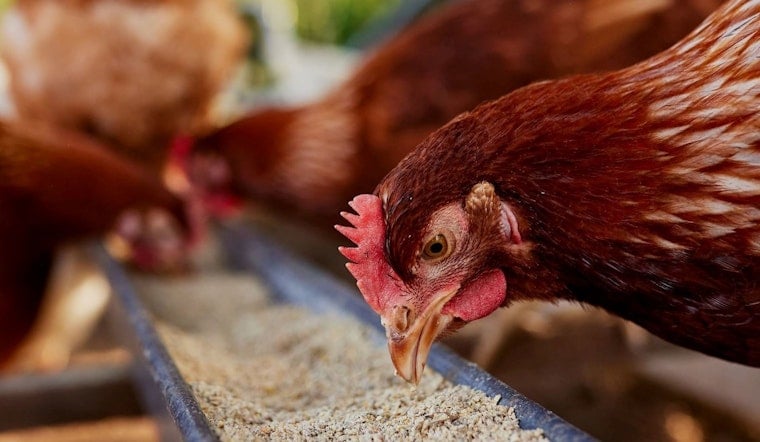 Minnesota Poultry Owners Stress Importance of Biosecurity to Thwart Avian Flu Risk