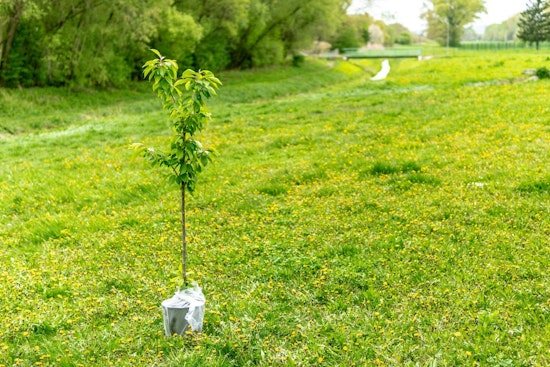 Minnetonka Continues Green Legacy with Annual Tree and Shrub Sale, Fosters Urban Canopy Growth