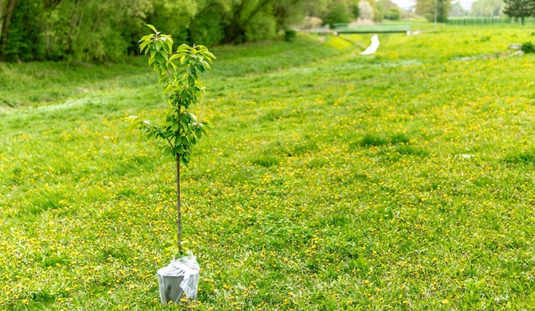 Minnetonka Continues Green Legacy with Annual Tree and Shrub Sale, Fosters Urban Canopy Growth