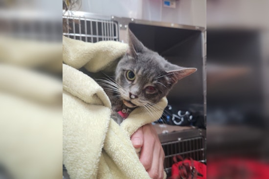 Mission Viejo Man Charged with Felony Animal Cruelty for Allegedly Dumping Injured Cat in Dumpster