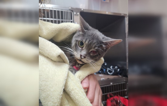 Mission Viejo Man Charged with Felony Animal Cruelty for Allegedly Dumping Injured Cat in Dumpster