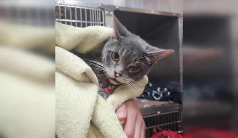 Mission Viejo Man Charged with Felony Animal Cruelty for Allegedly Dumping Injured Cat in Dumpster