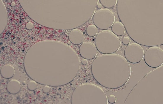 MIT Scientists Engineer Shape-Shifting Cells, A Glimpse into Biomedical Future with Light-Controlled Starfish Eggs