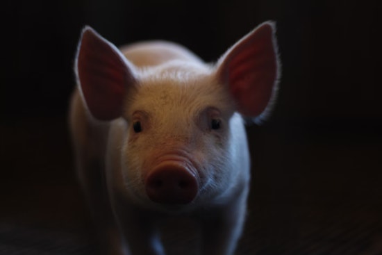 Mohave Valley Man Charged with Felony Animal Cruelty in Alleged Machete Attack on Pig