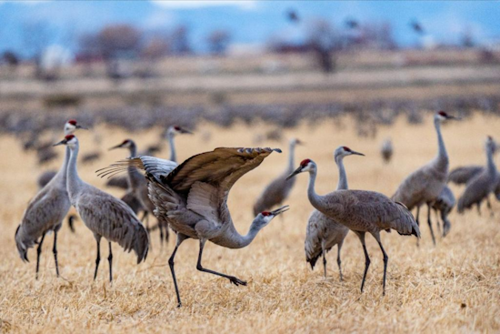 Monte Vista Gears Up for the 42nd Annual Crane Festival Amidst Sandhill Migration in Colorado's San Luis Valley