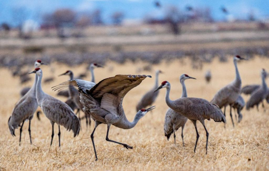 Monte Vista Gears Up for the 42nd Annual Crane Festival Amidst Sandhill Migration in Colorado's San Luis Valley