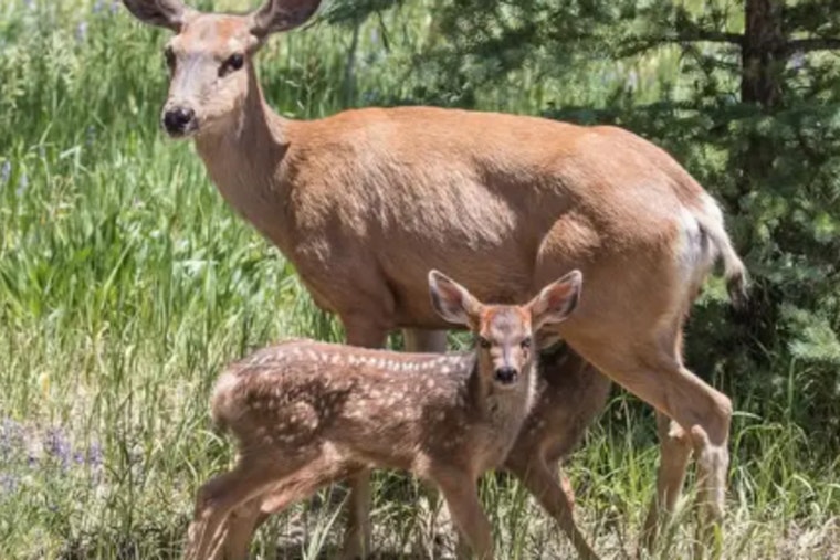 Nevada Officials Probe Illegal Killing of Pregnant Mule Deer Near Elko