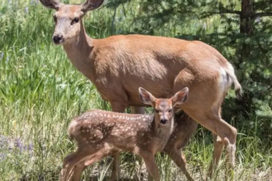 Nevada Officials Probe Illegal Killing of Pregnant Mule Deer Near Elko