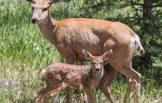 Nevada Officials Probe Illegal Killing of Pregnant Mule Deer Near Elko