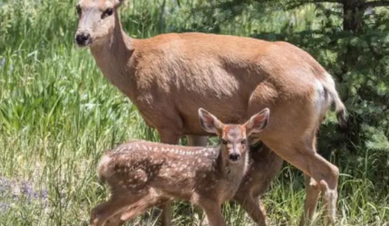 Nevada Officials Probe Illegal Killing of Pregnant Mule Deer Near Elko