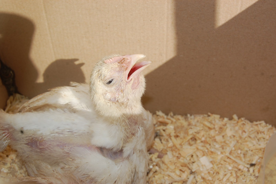New Bird Flu Case Detected in Lansing Area Backyard Flock, Michigan Battles String of Outbreaks