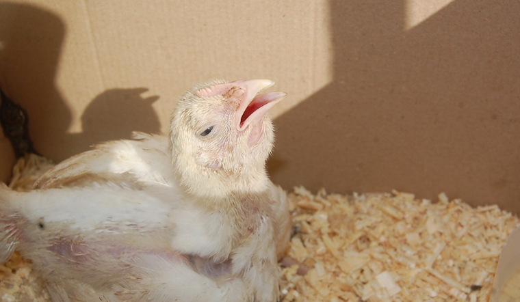 New Bird Flu Case Detected in Lansing Area Backyard Flock, Michigan Battles String of Outbreaks