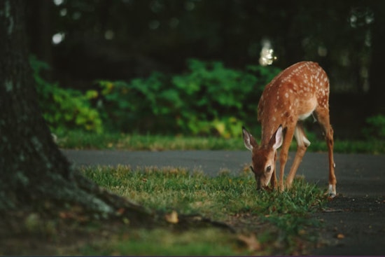 New Case of Chronic Wasting Disease Detected in Farmed Deer in Osceola County, Michigan
