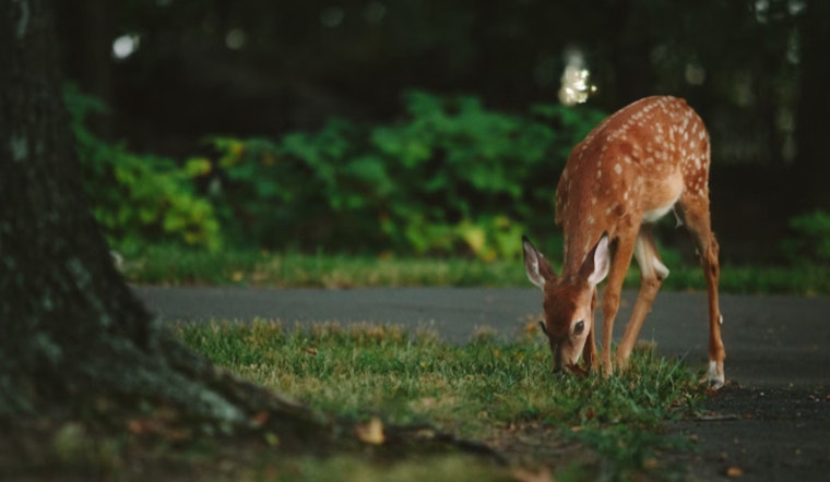 New Case of Chronic Wasting Disease Detected in Farmed Deer in Osceola County, Michigan