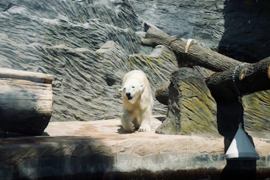 New Chapter in Polar Bear Conservation as Haley Relocates from Memphis to Detroit Zoo