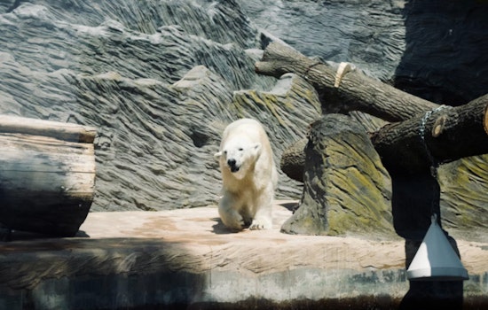New Chapter in Polar Bear Conservation as Haley Relocates from Memphis to Detroit Zoo