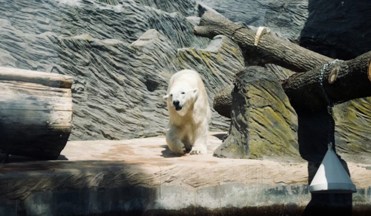 New Chapter in Polar Bear Conservation as Haley Relocates from Memphis to Detroit Zoo