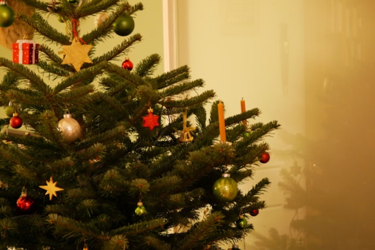 New Orleans Enhances Coastal Defense with 9,000 Recycled Christmas Trees in Wetland Restoration Effort