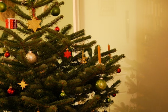 New Orleans Enhances Coastal Defense with 9,000 Recycled Christmas Trees in Wetland Restoration Effort