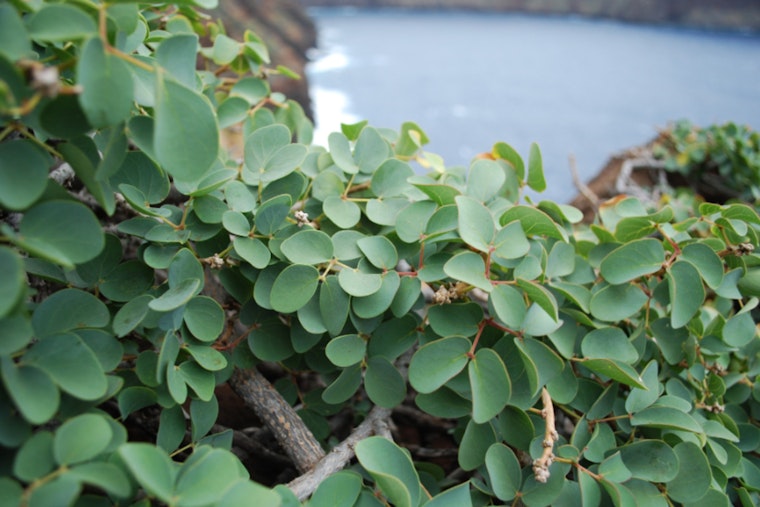 New Website Cultivates Awareness for Critically Endangered Hawaiian Plant Ka Palupalu o Kanaloa