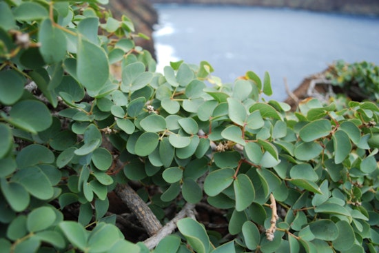 New Website Cultivates Awareness for Critically Endangered Hawaiian Plant Ka Palupalu o Kanaloa