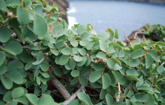 New Website Cultivates Awareness for Critically Endangered Hawaiian Plant Ka Palupalu o Kanaloa