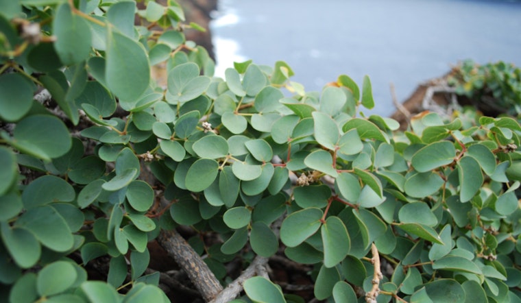 New Website Cultivates Awareness for Critically Endangered Hawaiian Plant Ka Palupalu o Kanaloa