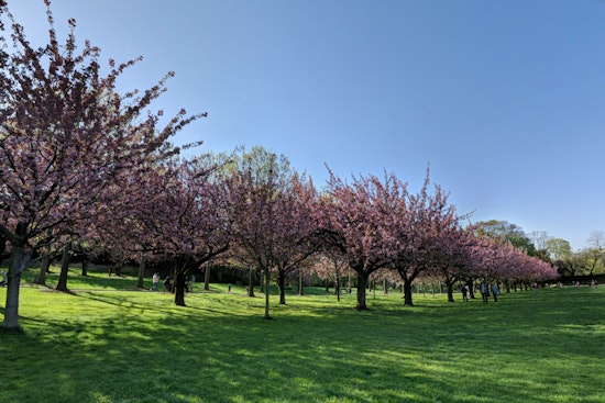 New York City Bursts into Bloom, Cherry Blossoms Adorn Brooklyn Botanic Garden to Roosevelt Island