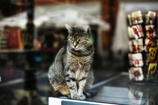 New Yorkers Rally for Bodega Cats' Welfare with Certification Program Proposal