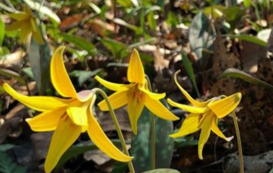 ODNR Unveils Weekly Spring Wildflower Bloom Reports to Celebrate Ohio's Seasonal Beauty