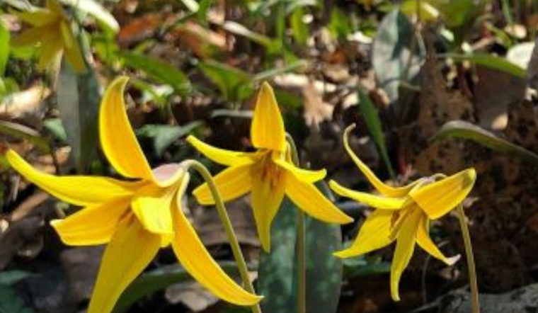 ODNR Unveils Weekly Spring Wildflower Bloom Reports to Celebrate Ohio's Seasonal Beauty