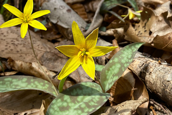 Ohio's Wildflower Season Blossoms, Prime Viewing Spots Revealed by Department of Natural Resources