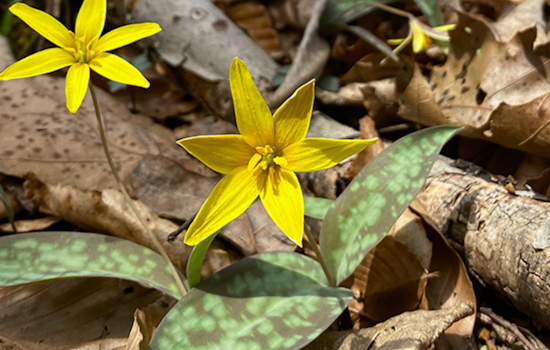 Ohio's Wildflower Season Blossoms, Prime Viewing Spots Revealed by Department of Natural Resources
