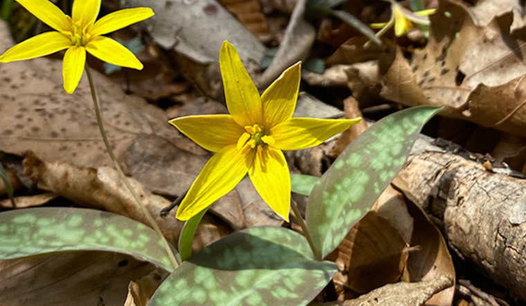 Ohio's Wildflower Season Blossoms, Prime Viewing Spots Revealed by Department of Natural Resources